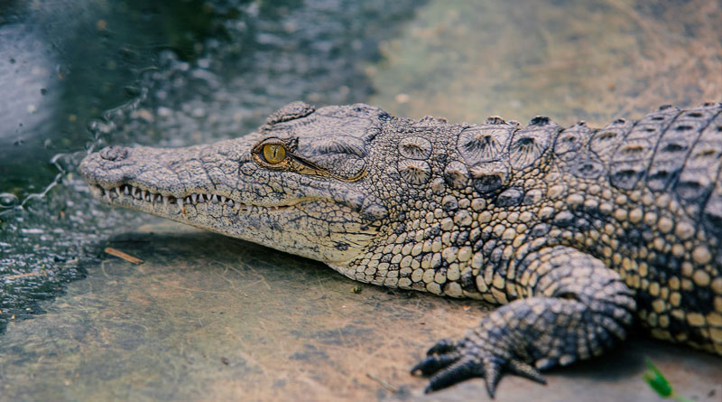 Some ancient crocodiles may have chomped on plants instead of meat